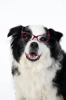 220120: DOG. Border Collie dog, head and shoulders