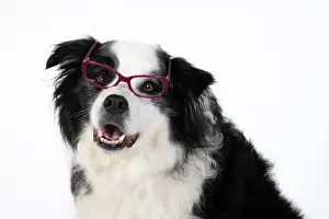 220120: DOG. Border Collie dog, head and shoulders