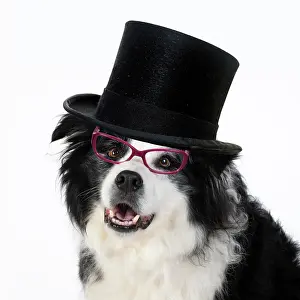 Glasses: DOG. Border Collie dog, head and shoulders, wearing glasses