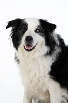 220120: DOG. Border Collie dog, head and shoulders, studio