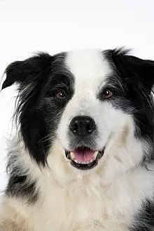 220120: DOG. Border Collie dog, head and shoulders, studio