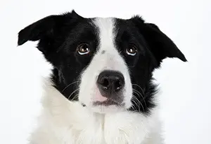 220120: DOG. Border Collie dog, head and shoulders, studio