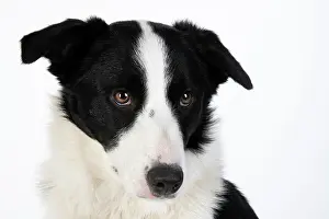 220120: DOG. Border Collie dog, head and shoulders, studio