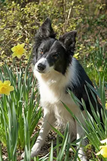 Daffodils: DOG. Border Collie dog sitting with daffodils
