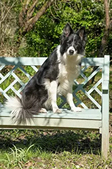 Benches: DOG. Border Collie dog sitting on a garden bench