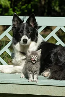 Benches: DOG. Border Collie dog sitting on a garden bench