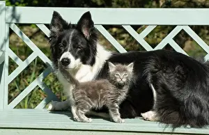 Bench: DOG. Border Collie dog sitting on a garden bench