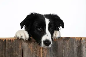 220120: DOG. Border Collie dog, over wooden fence, studio