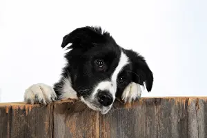 220120: DOG. Border Collie dog, over wooden fence, studio