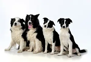 220120: DOG. Border Collie dogs, 4 in a row, studio