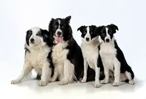 220120: DOG. Border Collie dogs, 4 in a row, studio
