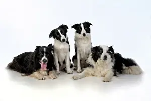 220120: DOG. Border Collie dogs, 4 in a row, studio