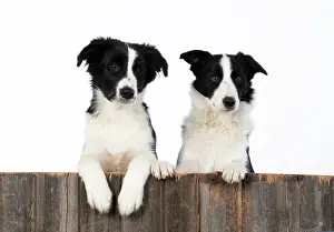 220120: DOG. Border Collie dogs, x2 over wooden fence, studio