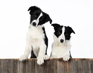 220120: DOG. Border Collie dogs, x2 over wooden fence, studio