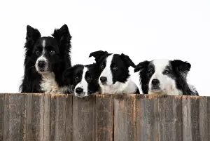 220120: DOG. Border Collie dogs, x4 over wooden fence, studio