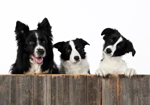 220120: DOG. Border Collie dogs, x4 over wooden fence, studio