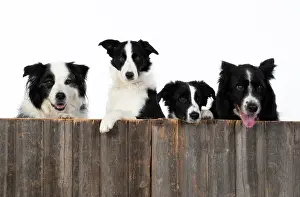 220120: DOG. Border Collie dogs, x4 over wooden fence, studio