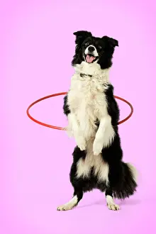 Hoop: DOG. Border collie doing hoola hoop