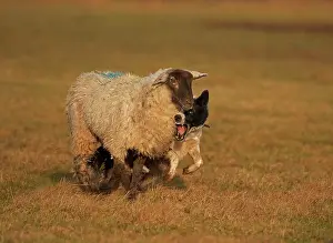 Herefordshire: Dog - Border Collie herding sheep - Herefordshire - England