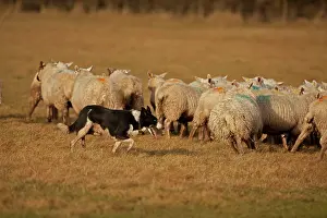 Herefordshire: Dog - Border Collie herding sheep - Herefordshire - England