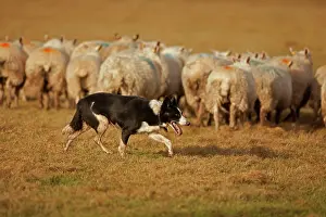 Herefordshire: Dog - Border Collie herding sheep - Herefordshire - England