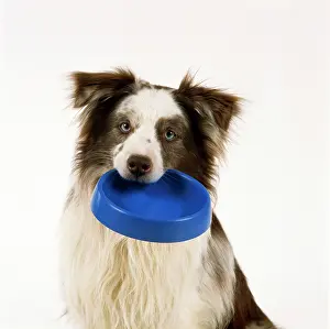 In Mouth: DOG - Border Collie holding bowl in its mouth