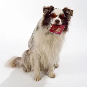 Passport: DOG - Border Collie holding passport and wearing sunglasses