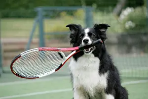 Tennis: Dog - Border Collie holding tennis racket