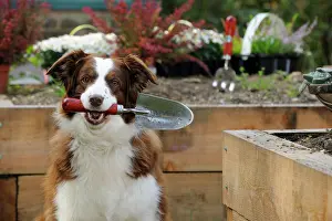 Trowel: DOG. Border collie holding trowel in garden