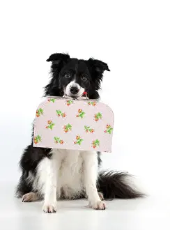Suitcase: DOG - Border collie holiding small suitcase