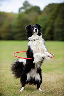Hoop: DOG. Border collie hoola hooping