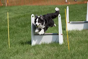 Hurdles: Dog - Border Collie jumping at dog agility event