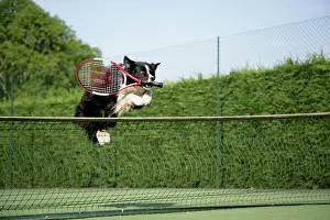 Tennis: Dog - Border collie jumping over tennis net with