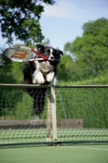 Tennis: Dog - Border collie jumping over tennis net with