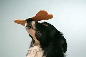 Biscuit: Dog - Border collie with large biscuit on his nose
