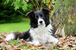Worried: DOG. Border collie in leaves