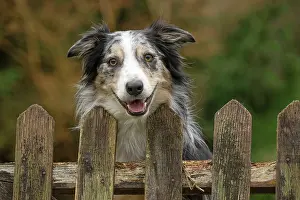 Gate: DOG, Border Collie, looking over a fence