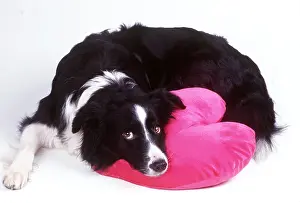 Valentines: DOG - Border Collie looking sad with head on heart cushion