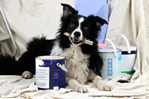 Decorating: DOG. Border collie painting and decorating