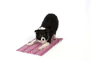 Bowing: DOG -Border Collie - play bow on towel - Yoga