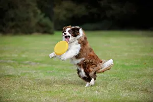 Frisbee: DOG. Border collie playing with frisbee