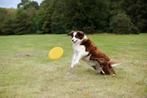 Frisbee: DOG. Border collie playing with frisbee