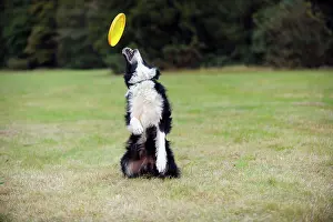 Frisbee: DOG. Border collie playing with frisbee