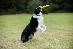 Frisbee: DOG. Border collie playing with frisbee