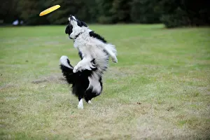 Frisbee: DOG. Border collie playing with frisbee