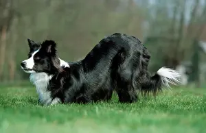 Bowing: Dog - Border Collie playing in garden