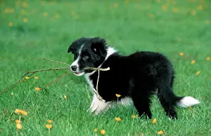 Fetching: Dog - Border Collie pup playing with branch