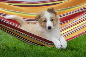 Out Doors: DOG. Border Collie puppy, 11 weeks old, Red / Sandy and