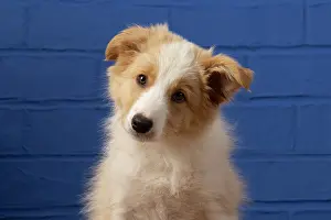 11 Weeks Old: DOG. Border Collie puppy, 11 weeks old, Red / Sandy and