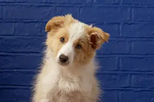 11 Weeks Old: DOG. Border Collie puppy, 11 weeks old, Red / Sandy and
